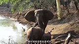 大象吃亏叫来两个帮手，犀牛母子稳如泰山，最后用树枝打败犀牛