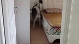 当主人生病时二哈反应暖哭了