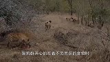 雌狮觅食被鬣狗掠夺，雄狮目睹全过程，忍无可忍，发起反击！