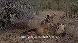 雌狮觅食被鬣狗掠夺，雄狮目睹全过程，忍无可忍，发起反击！