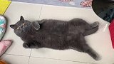 我是菠小萝