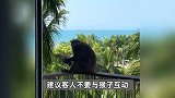 游客称住酒店遭猴子闯入“蹭吃蹭喝”，喝椰汁吃饼干大快朵颐，酒店回应