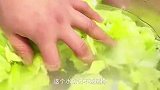 过年大鱼大肉吃多了，来一盘“炝拌包菜”，酸辣开胃真的太解腻了
