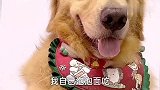 主人偷吃狗狗泡面，狗狗往泡面里挤芥末整主人，主人辣的说不出话