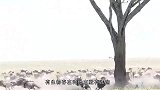 雄狮惨遭6头雌狮“围攻”，看完全程，这狮子活该！