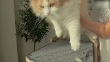 胖乎乎的猫咪上线，主人剪毛都不动的，好乖巧！