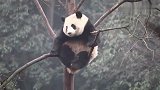 大熊猫坐在细树枝上挠痒痒，网友：真担心树枝断了，摔疼它