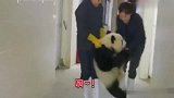 国宝跑到了办公室“撒野”，还阻止不了它，太可爱了