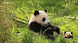熊猫宝宝梦圆只扮演了20秒的乖小孩，就跑去给妈妈捣乱，真淘气