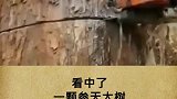 诡异的大树被砍后流出了眼泪，难道是成精了
