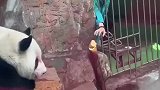 大熊猫生闷气奶爸拿窝头卑微求和好，到底是谁关笼子里