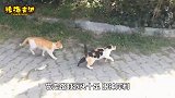 和小老虎一起长大的猫咪，活出一副大佬模样，走起路来六亲不认