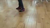 狗子：我也来给主人学习跳舞！