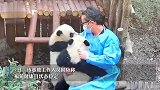 基地回应熊猫福菀被游客泼水：饲养员即刻带离照料,目前状态稳定
