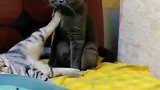 两只猫咪为在主人脚边睡觉打架