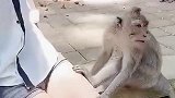 猴子真可爱，两只爪子直接摸到小姐姐的腿上，小姐姐会有什么反应？
