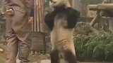 熊猫虽然可爱，但是耍起无赖，比真的还真！