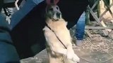 狗子：这太阳太大，打个伞遮阴！