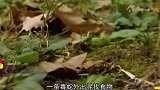 毒蛇偶遇刺猬直接上去就咬，随后肠子都悔青了，这滋味不言而喻！