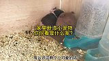 家里新添的小宠物，总是什么都想养