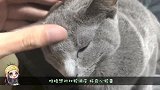 猫咪介绍篇之蓝猫