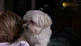 脾气怪异的宠物小狗，主人想要抱一个都会发怒