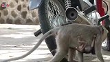 最有家教的猴子，看见小猴子惹事马上抱走