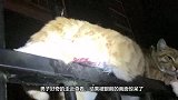 猫咪趴在栏杆上一动不动，男子好奇上查看，却当场说不出话来