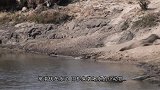 鳄鱼偷袭野牛咬住头部，不料反被野牛拖上岸，镜头记录全过程！