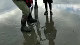 国外老爸带儿子赶海挖蛏王
