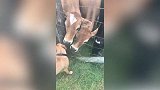 小狗和一群牛交了朋友，隔着护栏有爱的互动着，真是太可爱了！