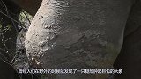 乌龟全身水肿如同皮球，主人找来“针管”，猛地扎了下去！