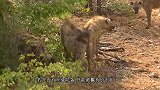 雄狮惨遭十几只鬣狗掏肛，被咬的发出绝望惨叫，结局发生神反转
