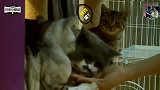肖战被可爱的猫咪包围：果然认真喂猫的男人最帅最温柔！