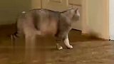狗子犯错被关洗手间，猫咪门外嘚瑟炫耀