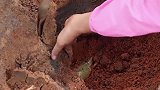 红树林里全是老螃蟹，2斤一只都算小的，妹子一个人挖都挖不完！