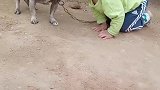 狗子：熊孩子你学我干啥呀，我可是狗子：！
