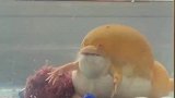 不懂就问，这是个啥玩意儿
