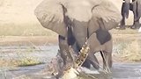 赞比亚：一头愤怒的大象残忍袭击一条鳄鱼，最终将其踩死