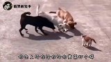 古有三英战吕布，今有我三兄弟战野猫