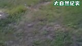 山羊意外说起了“人话”，竟全是这东西逼的