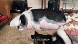 哈士奇和宠物猪的感情真好，为了和猪玩，二哈都不拆家了