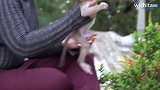 孤儿小猴超级兴奋，有妈妈陪在身边，感觉就是不一样！