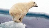 新研究：全球变暖致冰层减少难以觅食 北极熊或在本世纪末灭绝