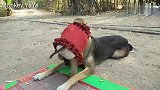 小猴子丫丫教狗子翻筋斗，狗子天赋真高，翻得小猴子都傻眼了
