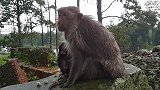 猴妈妈和它的宝宝都健健康康，这样日子就过得舒服了！