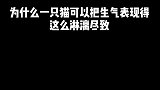 小猫咪的表情太可爱了！一只猫把生气体现得淋漓尽致