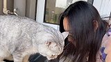 猫咪一看到主人，就要和主人头蹭头，铲屎的我太爱你啦