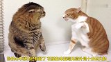 两只猫咪打架,竟然这么有趣,太不可思议了