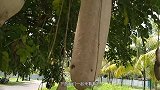 为何非洲人宁愿挨饿也不种地，看到当地的“香肠树”，你就清楚了